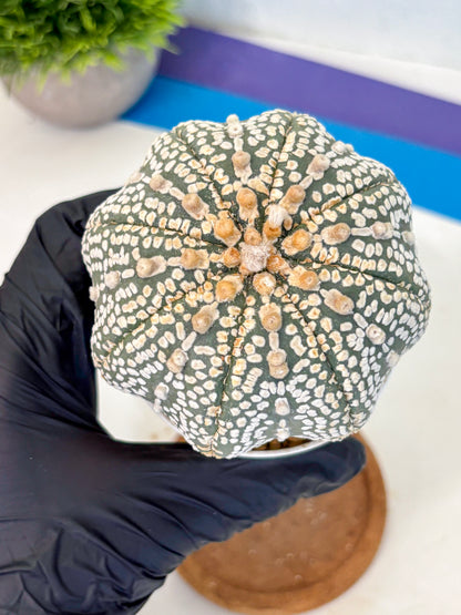 Astrophytum Super Kabuto (at10) (17) | sand dollar cactus
