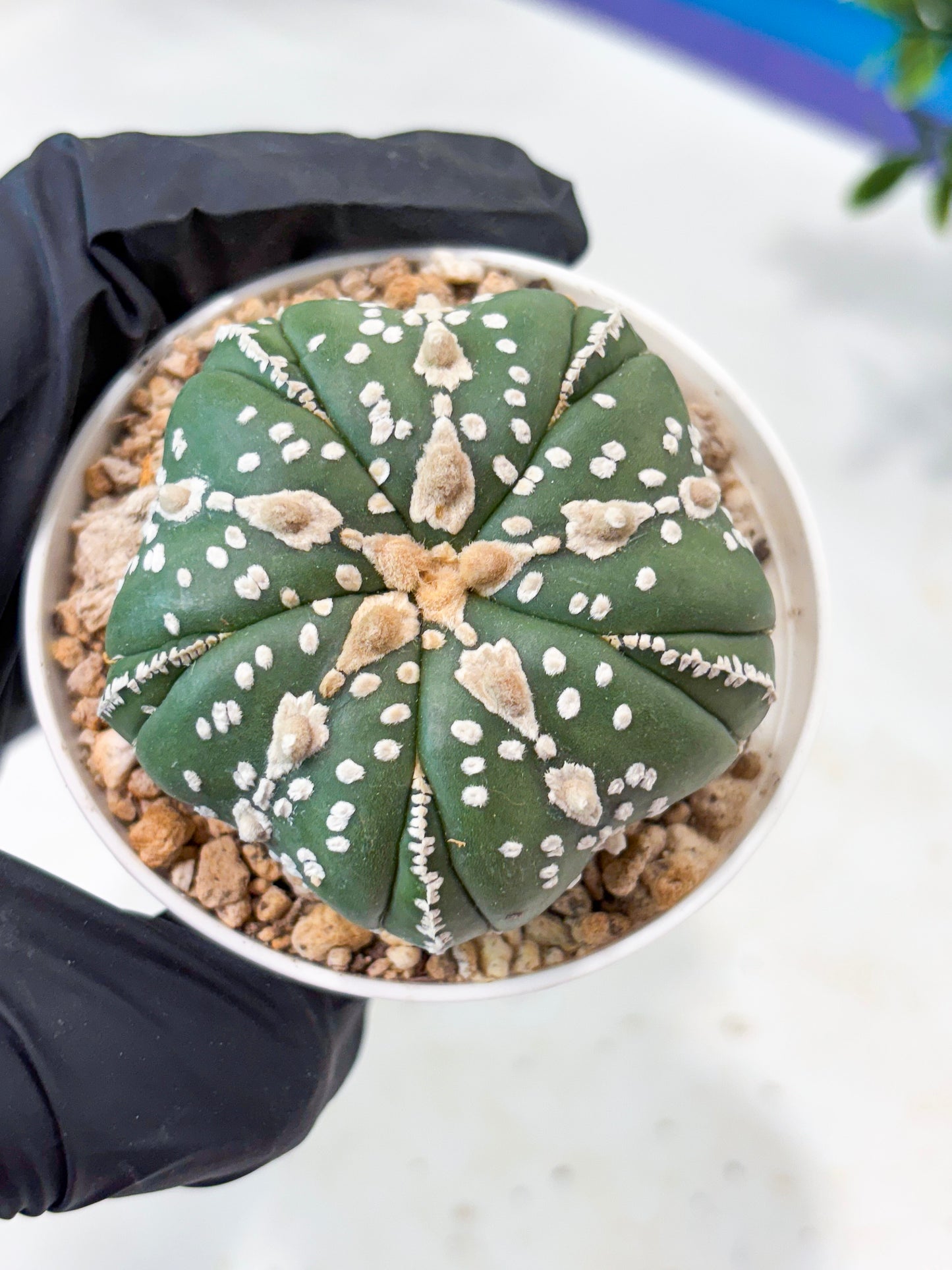 Astrophytum 5-Rib (T11) (g2) | Imported From Taiwan