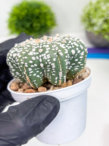 Astrophytum Super Kabuto (t7) (p4) | Imported Plants | 3" Pot