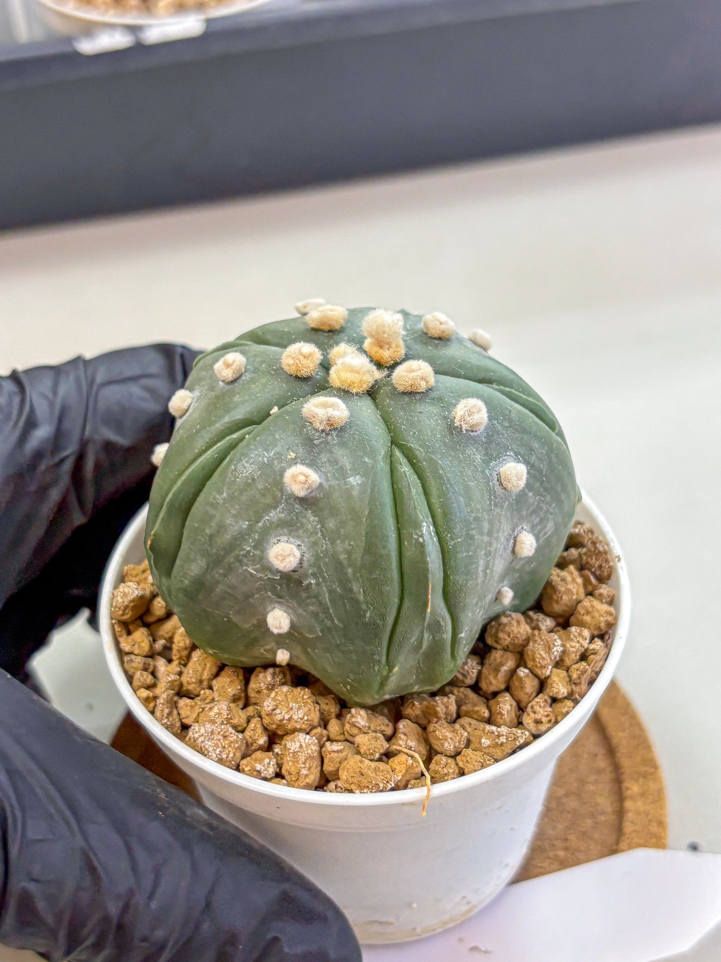 Astrophytum Fukuryu (at8) (17) | Rare Plant | Succulent Cactus
