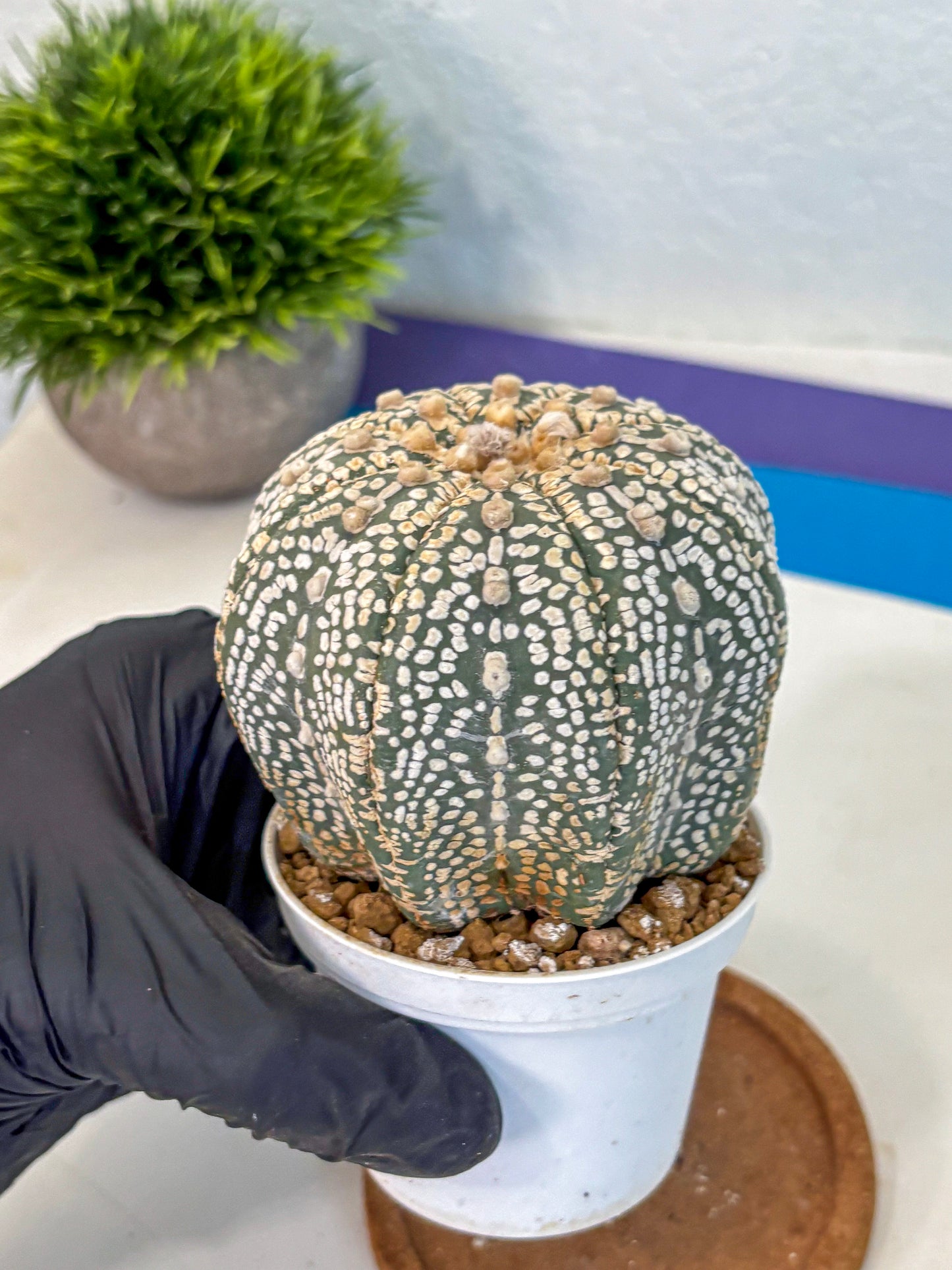 Astrophytum Super Kabuto (at10) (17) | sand dollar cactus