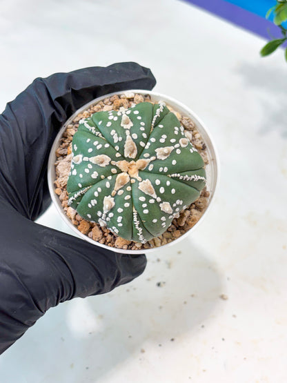 Astrophytum 5-Rib (T11) (g2) | Imported From Taiwan