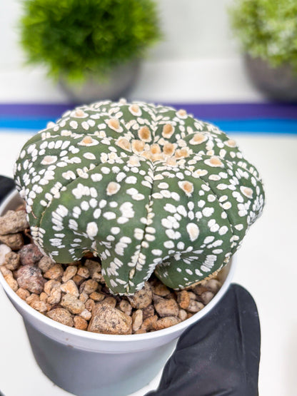 Astrophytum Super Kabuto (t7) (p4) | Imported Plants | 3" Pot