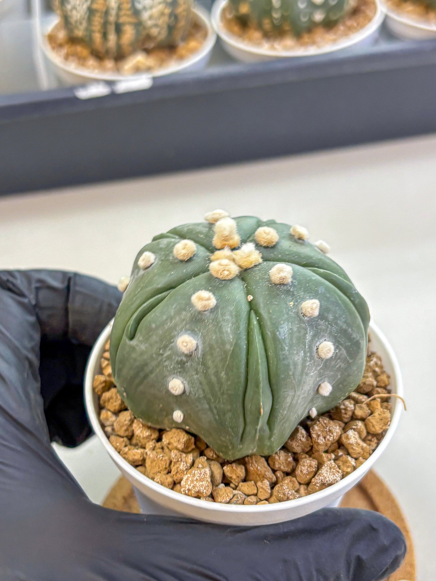 Astrophytum Fukuryu (at8) (17) | Rare Plant | Succulent Cactus