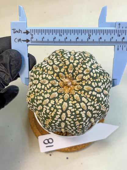 Astrophytum Super Kabuto (at10) (18) | sand dollar cactus