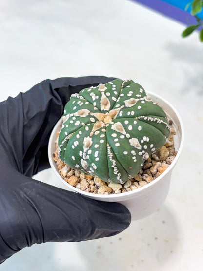 Astrophytum 5-Rib (T11) (g2) | Imported From Taiwan