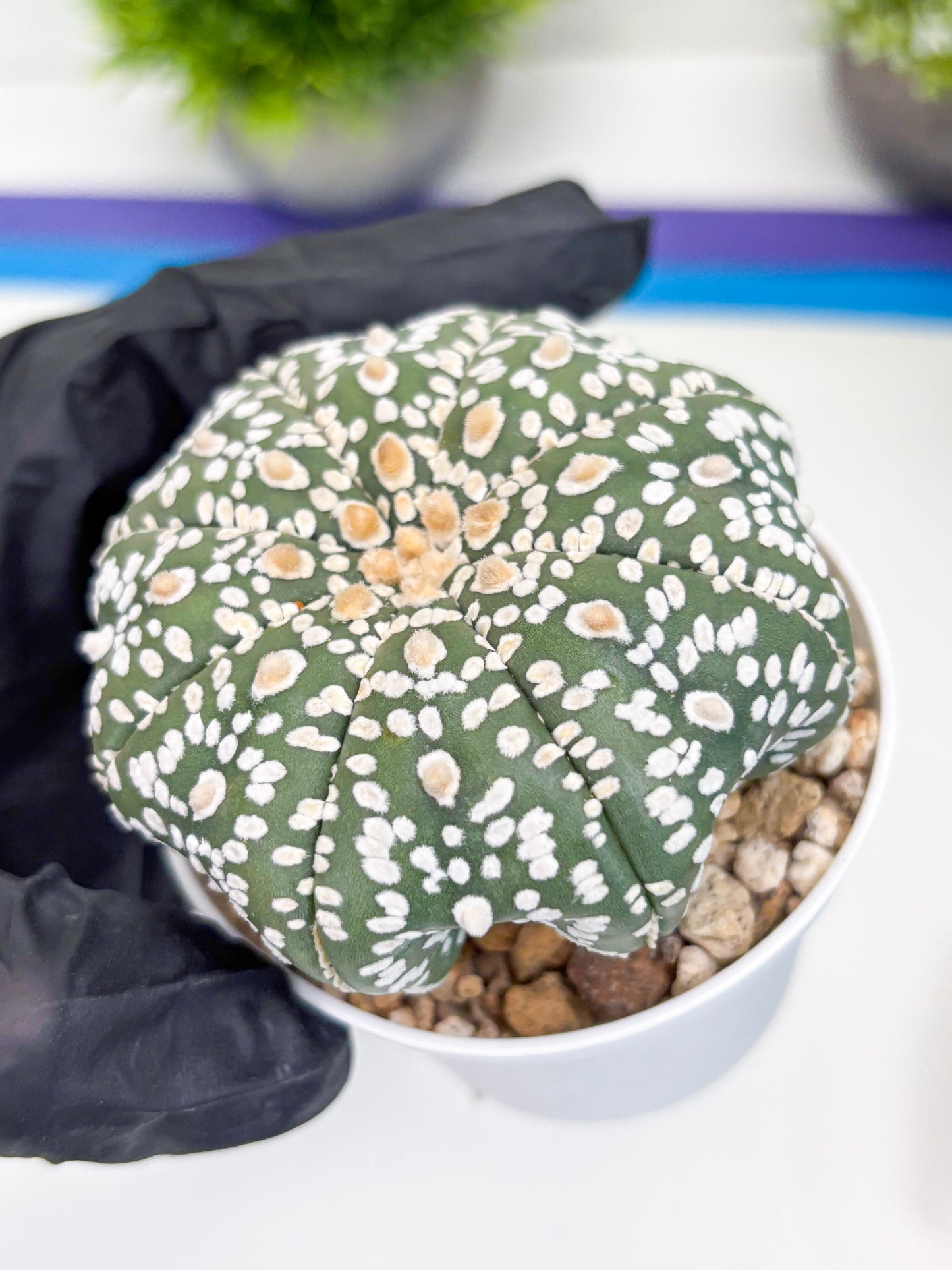 Astrophytum Super Kabuto (t7) (p4) | Imported Plants | 3" Pot