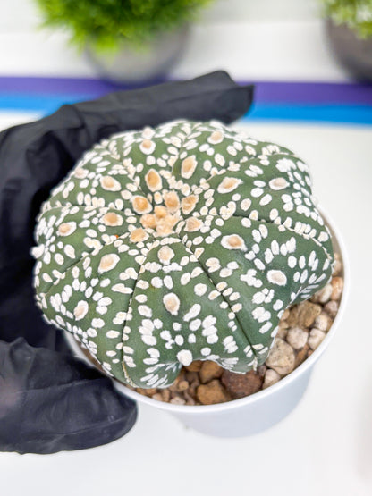Astrophytum Super Kabuto (t7) (p4) | Imported Plants | 3" Pot