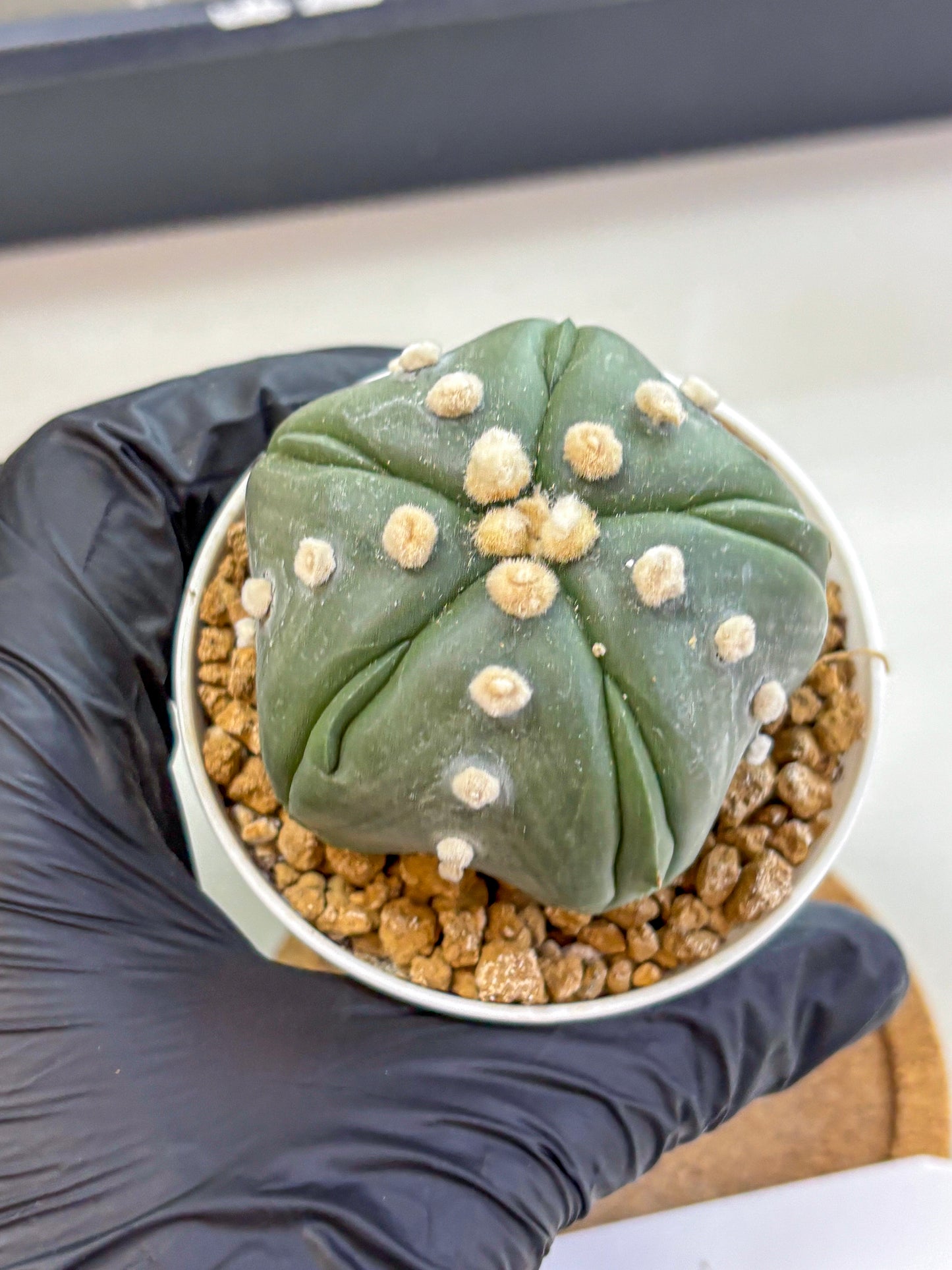 Astrophytum Fukuryu (at8) (17) | Rare Plant | Succulent Cactus