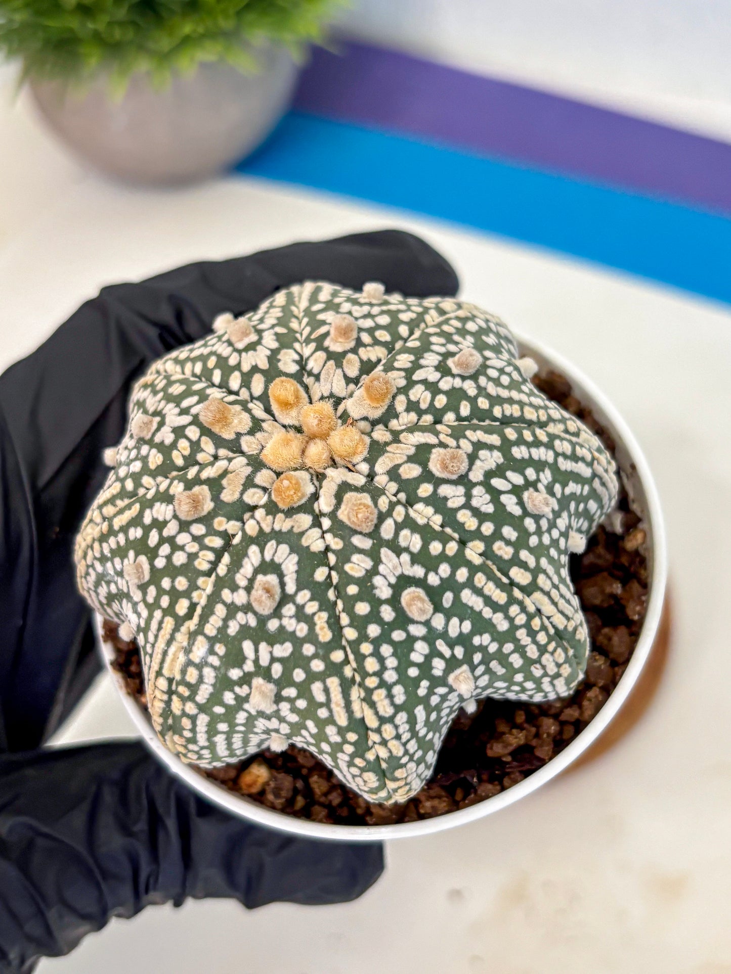 Astrophytum V Type (at5) (05) |  Sea urchin cactus