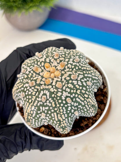Astrophytum V Type (at5) (05) |  Sea urchin cactus