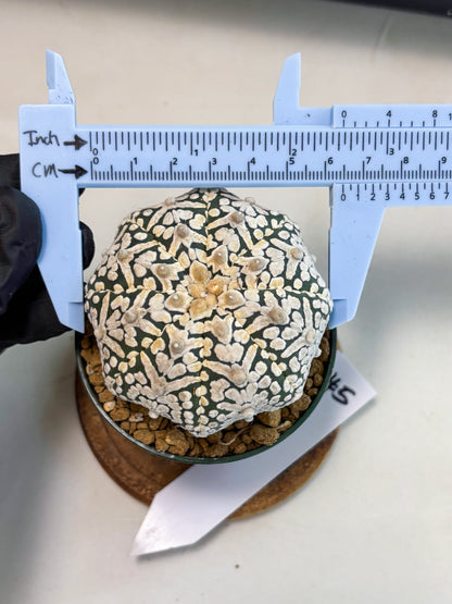 Astrophytum V-Type (at5) (p5) | Rare imported Plant