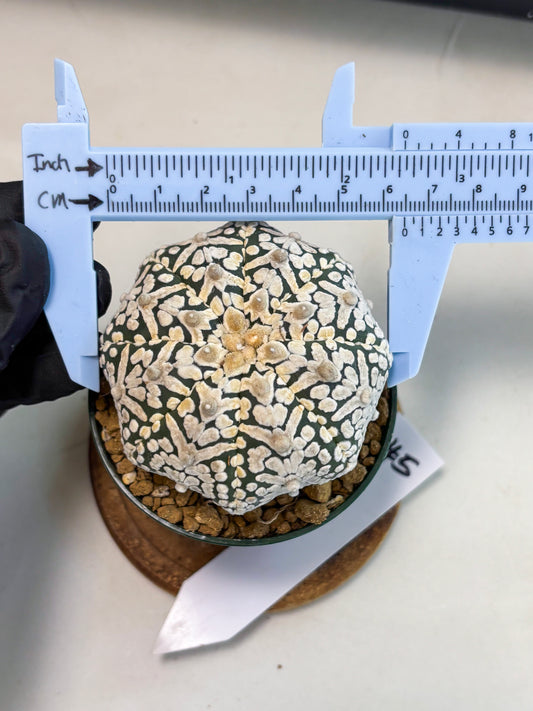 Astrophytum V-Type (at5) (p5) | Rare imported Plant