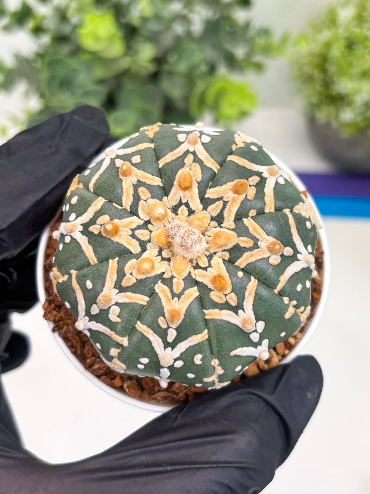 Astrophytum Super Kabuto V Type (T4) (y5) | Las Vegas Seller | 3" Pot