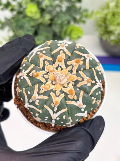 Astrophytum Super Kabuto V Type (T4) (y5) | Las Vegas Seller | 3" Pot