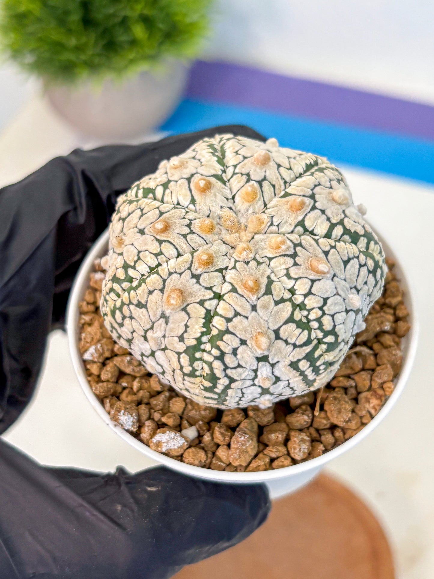 Astrophytum V Type (at2) (05) | Live Plant | Rare Collection