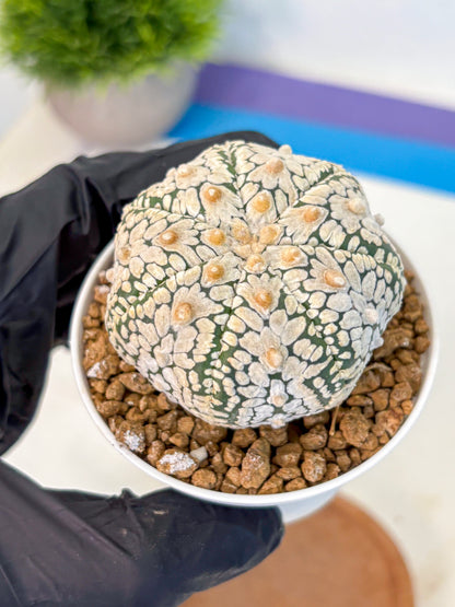 Astrophytum V Type (at2) (05) | Live Plant | Rare Collection