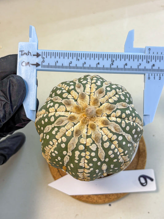 Astrophytum V Type Nudum (at9) (06) | Live Cactus