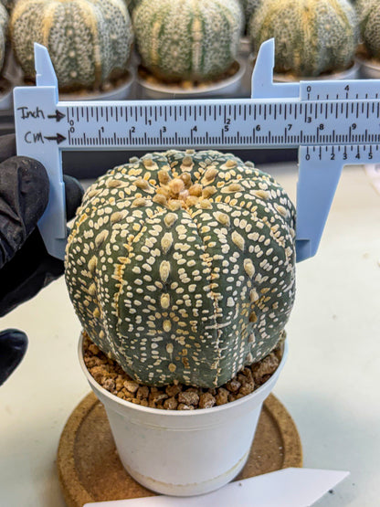 Astrophytum Super Kabuto (at10) (18) | sand dollar cactus