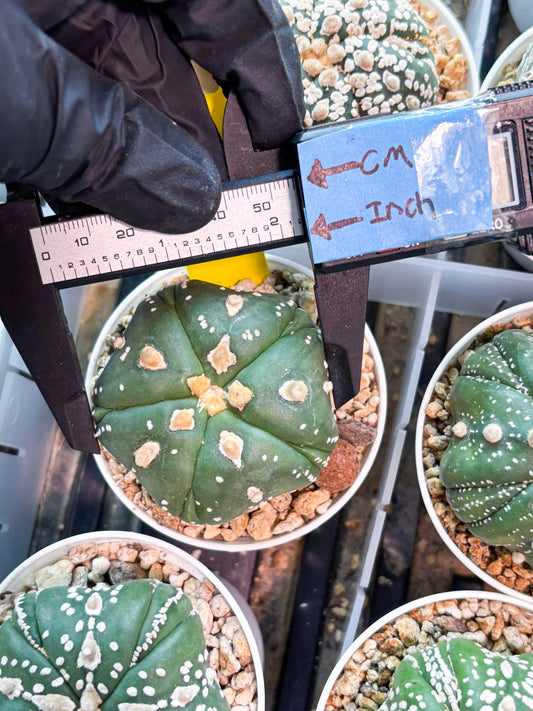 Astrophytum 5-Rib (T11) (g3) | Imported From Taiwan