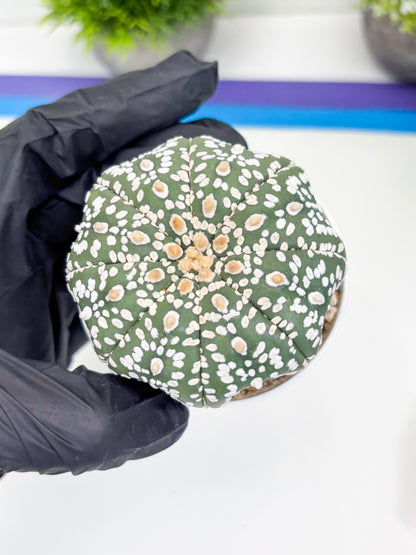 Astrophytum Super Kabuto (t7) (p4) | Imported Plants | 3" Pot