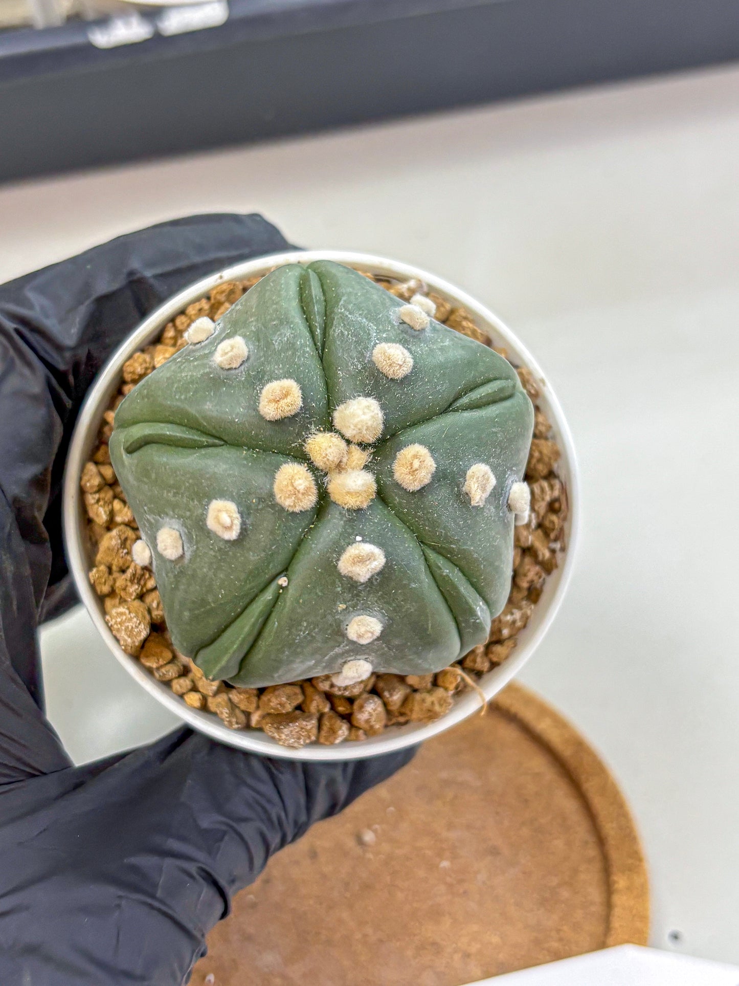 Astrophytum Fukuryu (at8) (17) | Rare Plant | Succulent Cactus