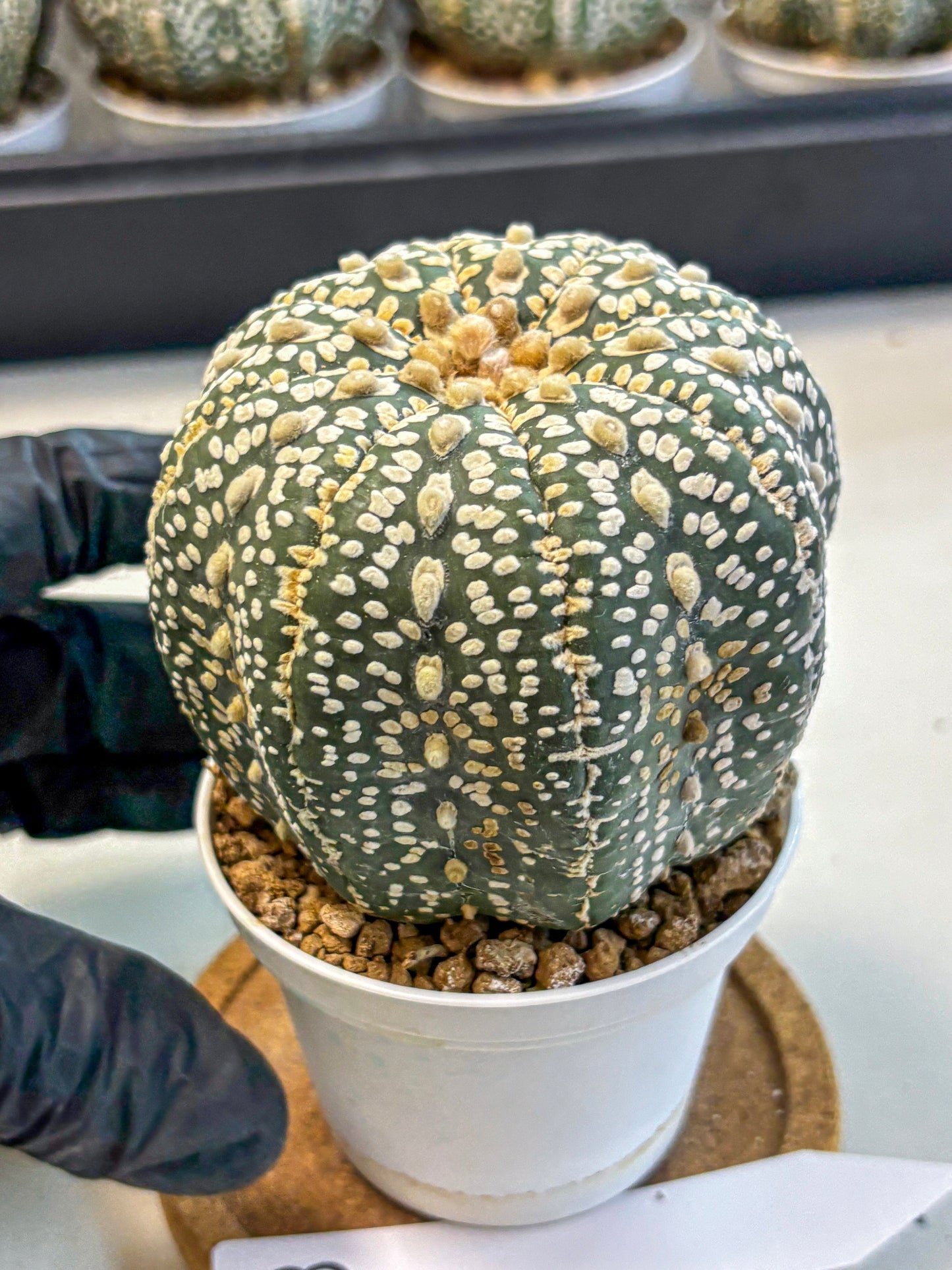 Astrophytum Super Kabuto (at10) (18) | sand dollar cactus
