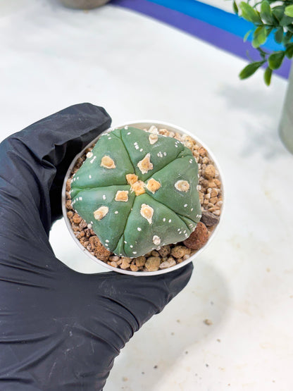 Astrophytum 5-Rib (T11) (g3) | Imported From Taiwan