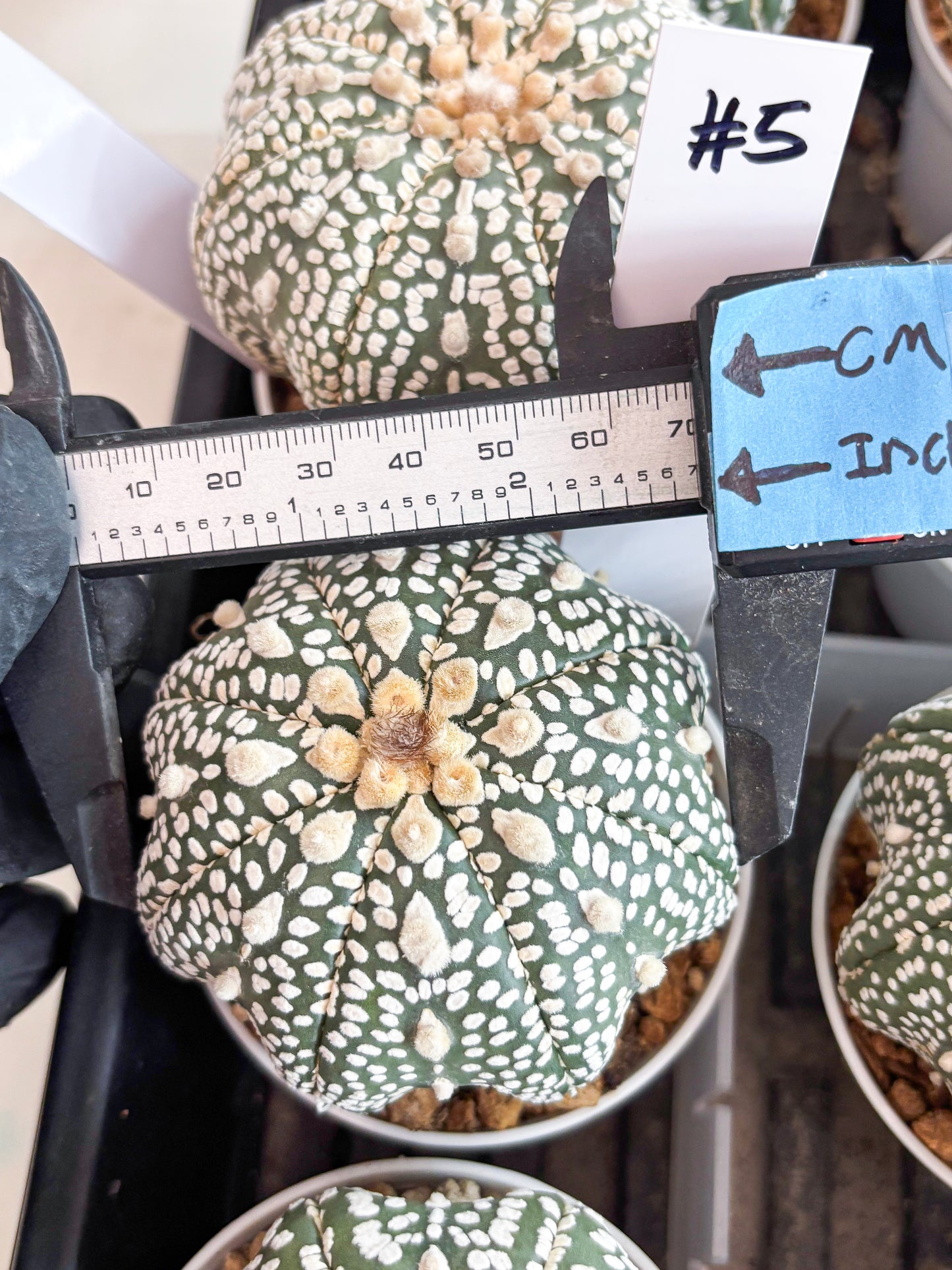 Astrophytum Super Kabuto (t7) (p5) | Imported Plants | 3" Pot