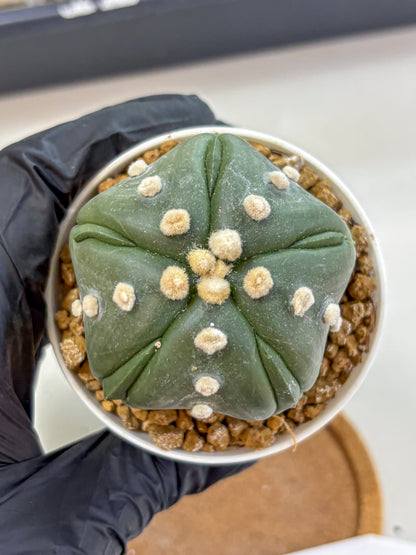 Astrophytum Fukuryu (at8) (17) | Rare Plant | Succulent Cactus
