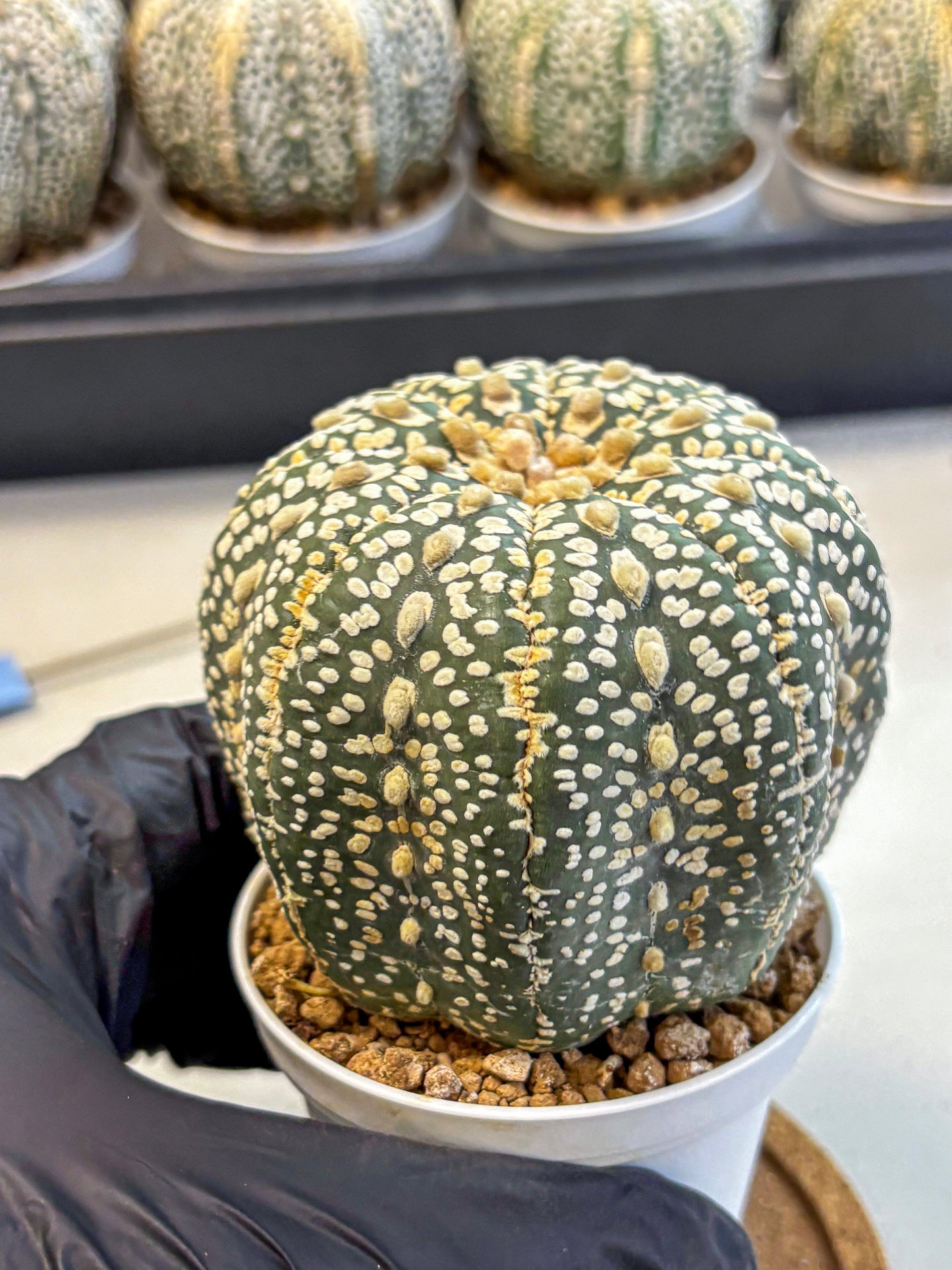 Astrophytum Super Kabuto (at10) (18) | sand dollar cactus