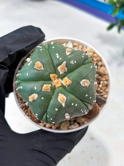 Astrophytum 5-Rib (T11) (g3) | Imported From Taiwan