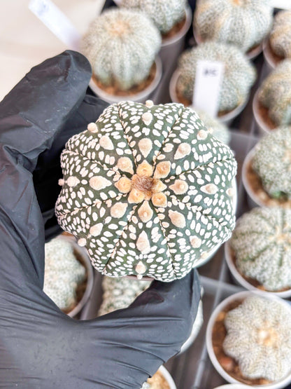 Astrophytum Super Kabuto (t7) (p5) | Imported Plants | 3" Pot