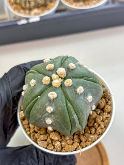 Astrophytum Fukuryu (at8) (17) | Rare Plant | Succulent Cactus