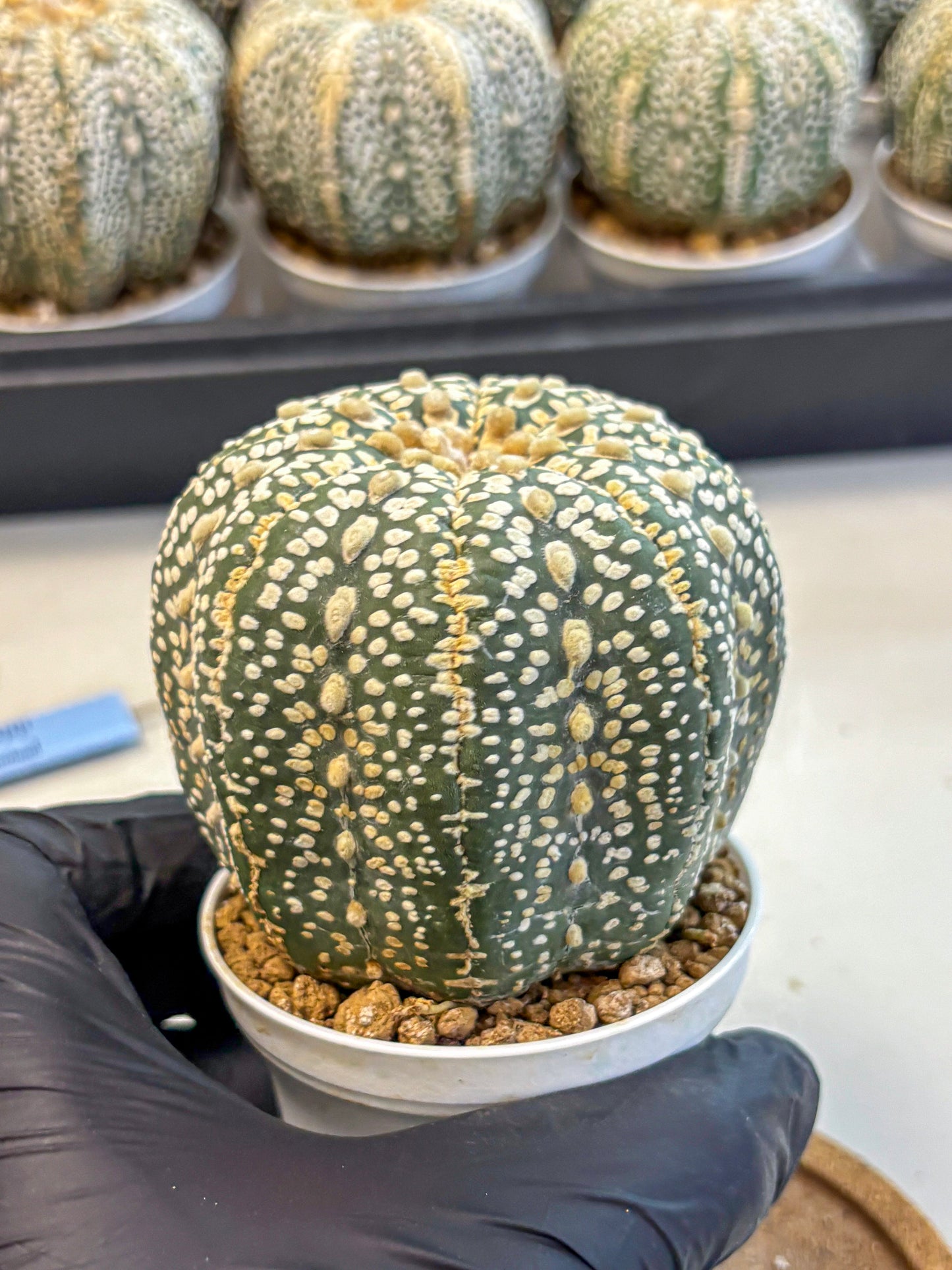Astrophytum Super Kabuto (at10) (18) | sand dollar cactus