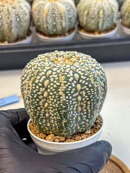 Astrophytum Super Kabuto (at10) (18) | sand dollar cactus
