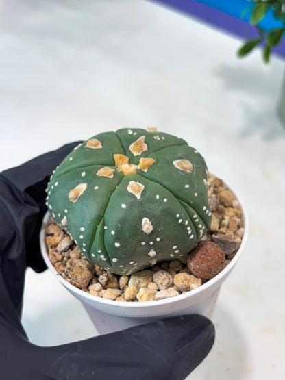 Astrophytum 5-Rib (T11) (g3) | Imported From Taiwan