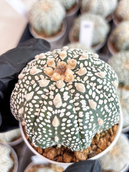 Astrophytum Super Kabuto (t7) (p5) | Imported Plants | 3" Pot