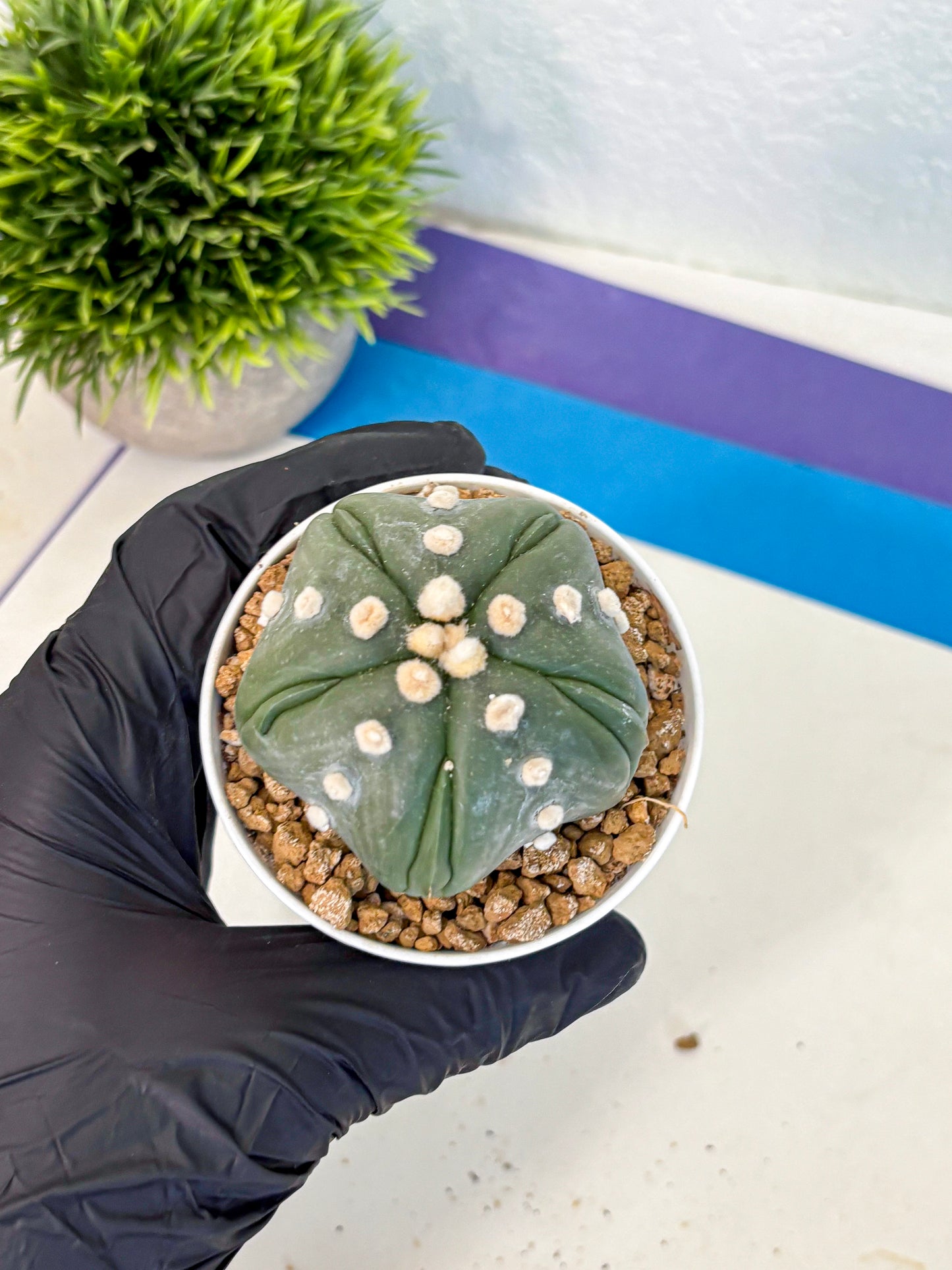 Astrophytum Fukuryu (at8) (17) | Rare Plant | Succulent Cactus
