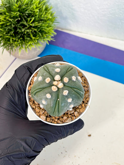 Astrophytum Fukuryu (at8) (17) | Rare Plant | Succulent Cactus