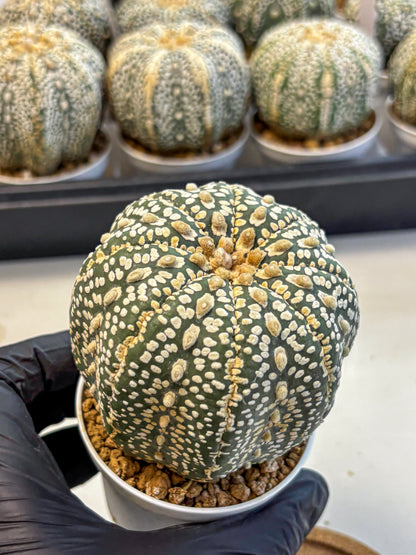 Astrophytum Super Kabuto (at10) (18) | sand dollar cactus