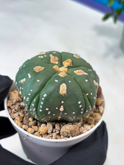 Astrophytum 5-Rib (T11) (g3) | Imported From Taiwan