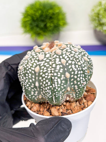 Astrophytum Super Kabuto (t7) (p5) | Imported Plants | 3" Pot