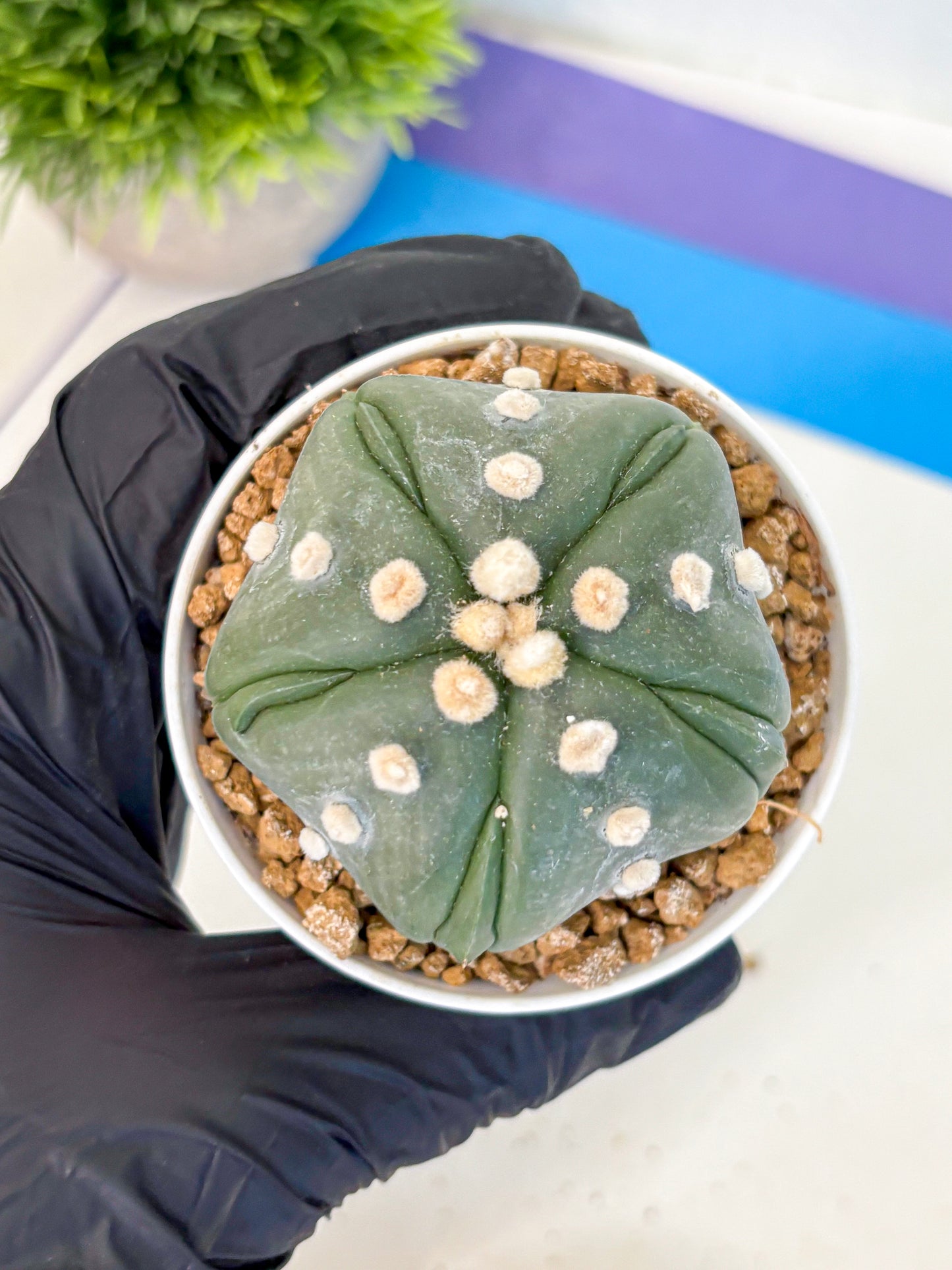 Astrophytum Fukuryu (at8) (17) | Rare Plant | Succulent Cactus