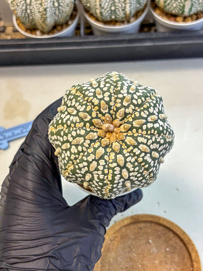 Astrophytum Super Kabuto (at10) (18) | sand dollar cactus