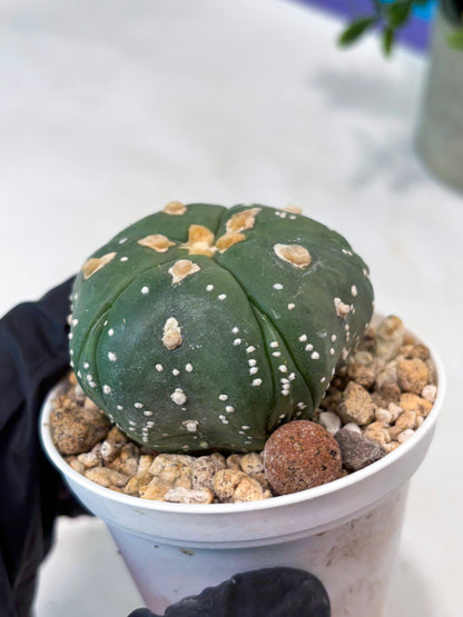 Astrophytum 5-Rib (T11) (g3) | Imported From Taiwan
