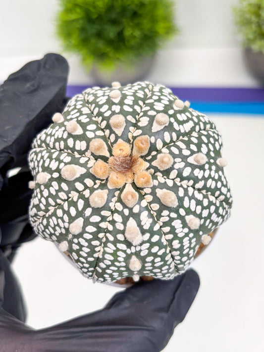 Astrophytum Super Kabuto (t7) (p5) | Imported Plants | 3" Pot