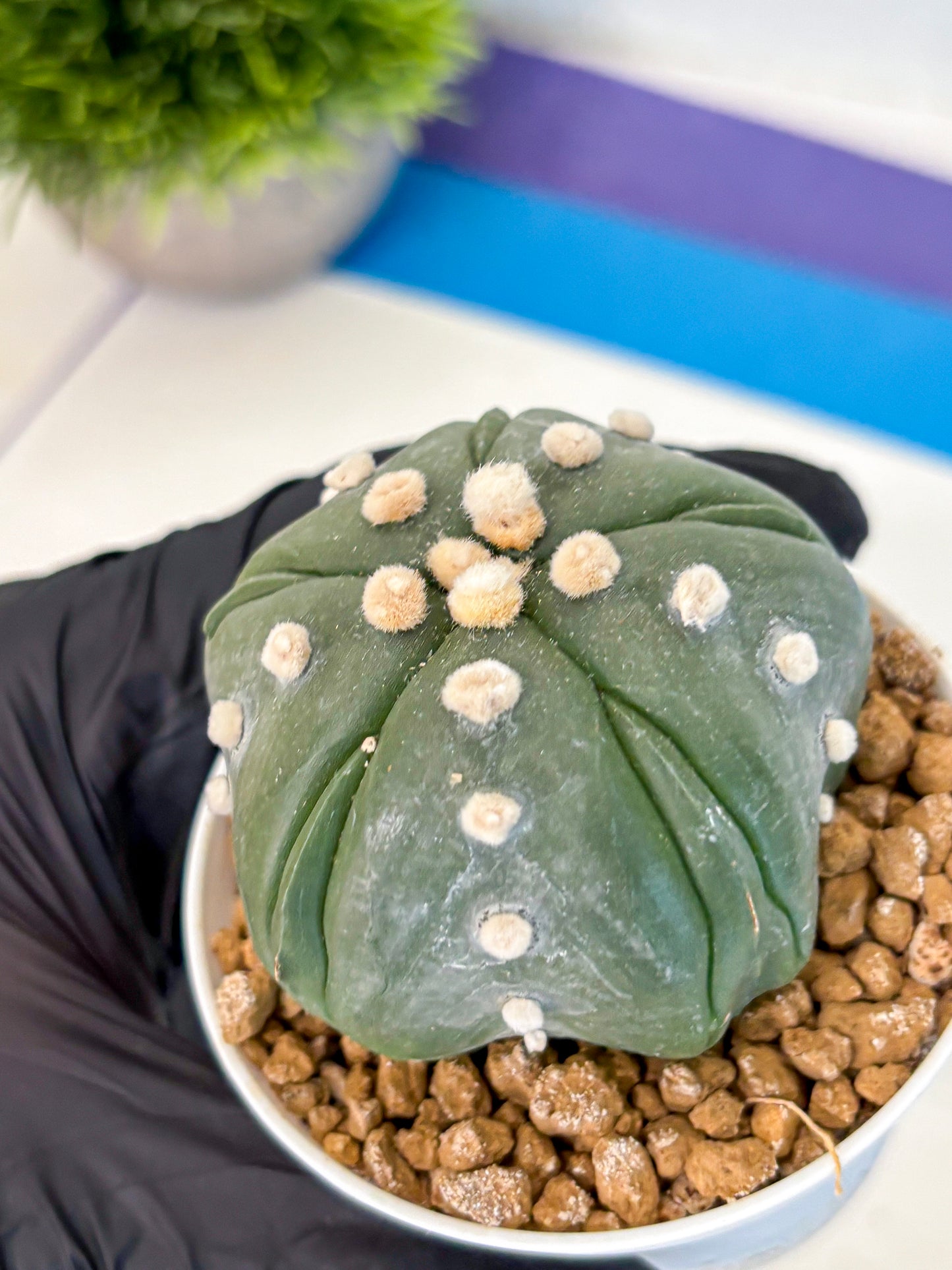 Astrophytum Fukuryu (at8) (17) | Rare Plant | Succulent Cactus