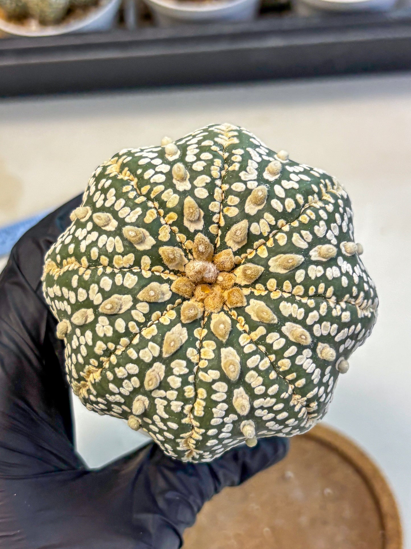 Astrophytum Super Kabuto (at10) (18) | sand dollar cactus