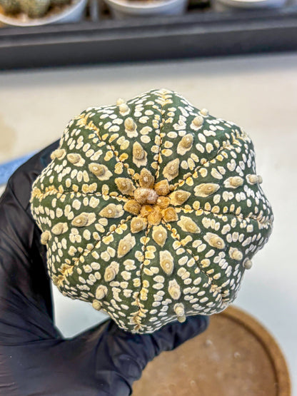 Astrophytum Super Kabuto (at10) (18) | sand dollar cactus